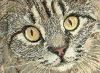 Filename=yeux de chat1.jpg
Filesize=13KB
Dimensions=200x146
Date added=Mar 09, 2004 yeux de chat1.jpg